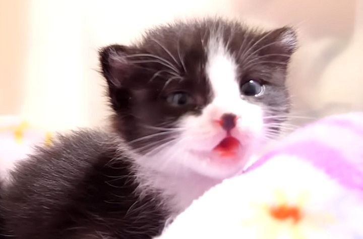 早くミルクが飲みたい子猫