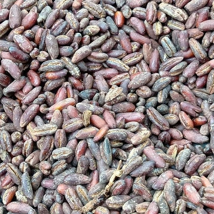 閉幕まであと1か月！大混雑日のなか運よく予約なしで入館できたパビリオンリアルレポ！