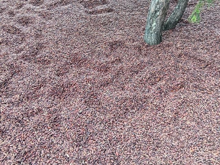 閉幕まであと1か月！大混雑日のなか運よく予約なしで入館できたパビリオンリアルレポ！