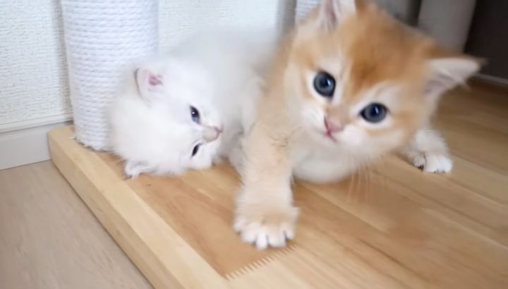 元気に遊び回る子猫達