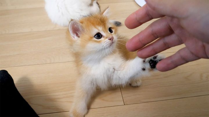 手遊びする子猫