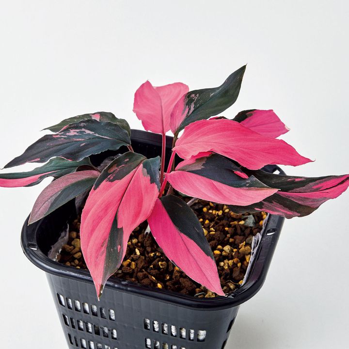 ホマロメナ不明種 ピンクヴァリエガータ