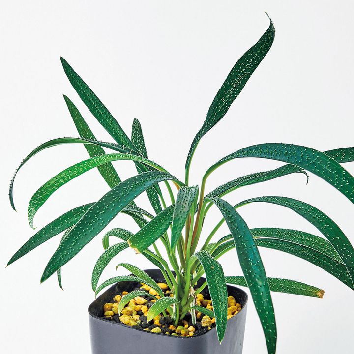 ホマロメナ ハセイ