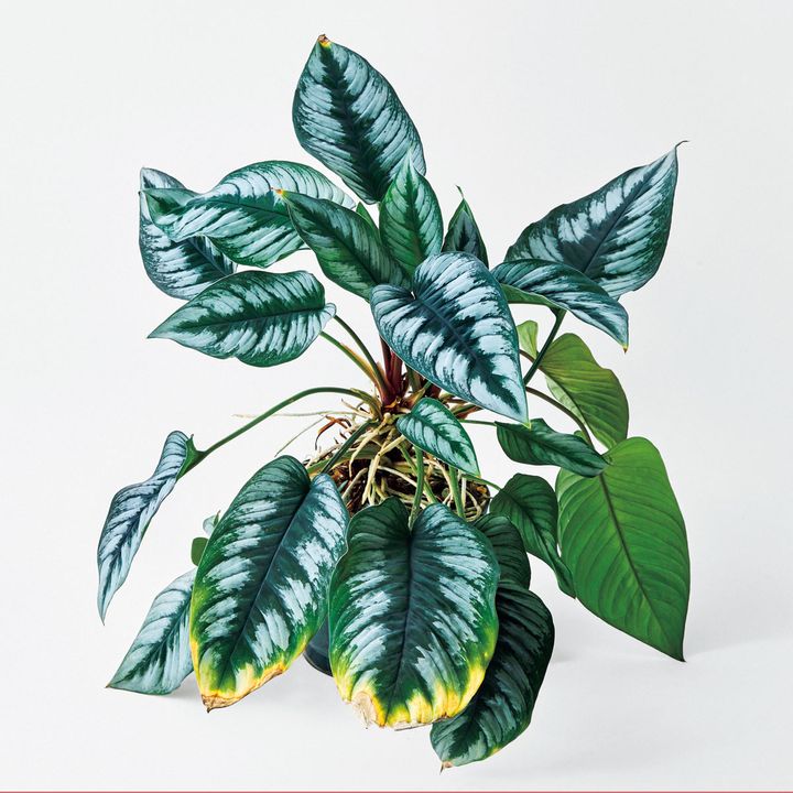 ホマロメナ不明種