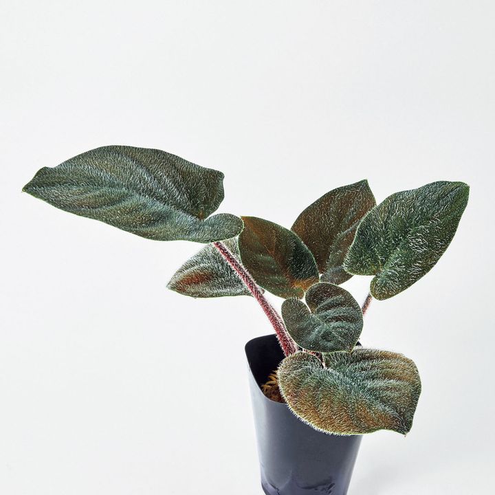 ホマロメナ ペクサ