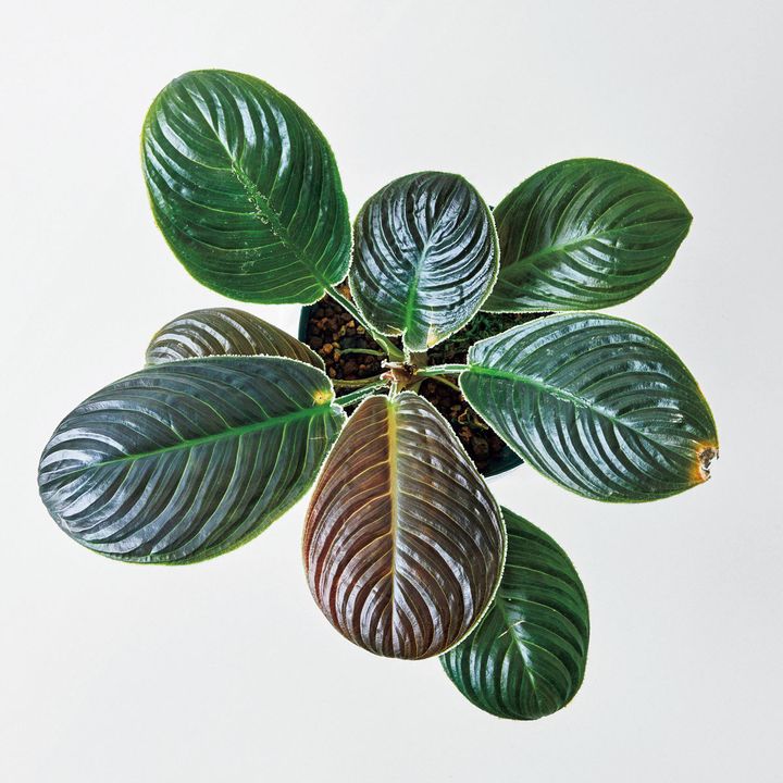 ホマロメナ不明種