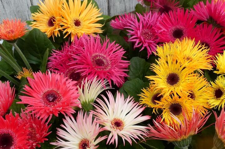 9月16日の花とは？【366日の誕生花と幸せの花言葉】