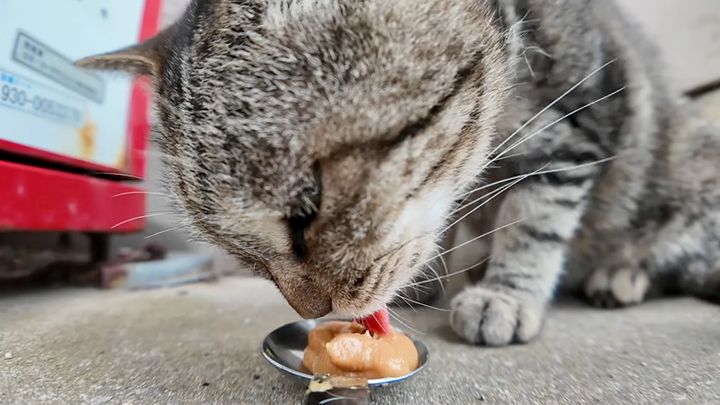 ちゅ〜るを食べる猫