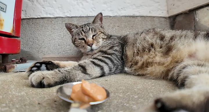 ちゅ〜るに気づいた猫