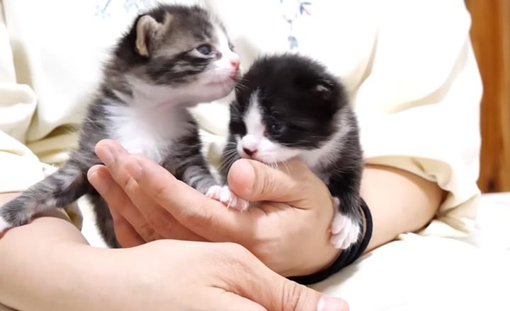 膝の上でご飯を催促する子猫達