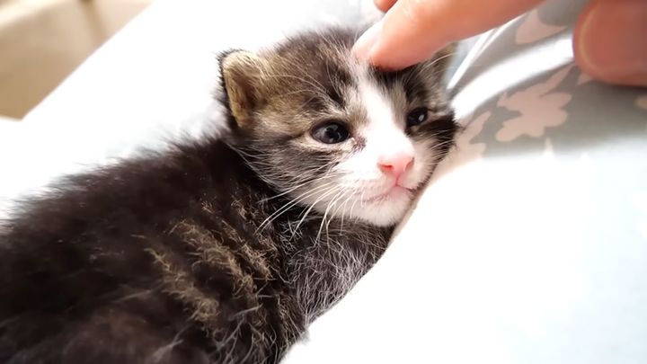 膝の上が大好きな子猫