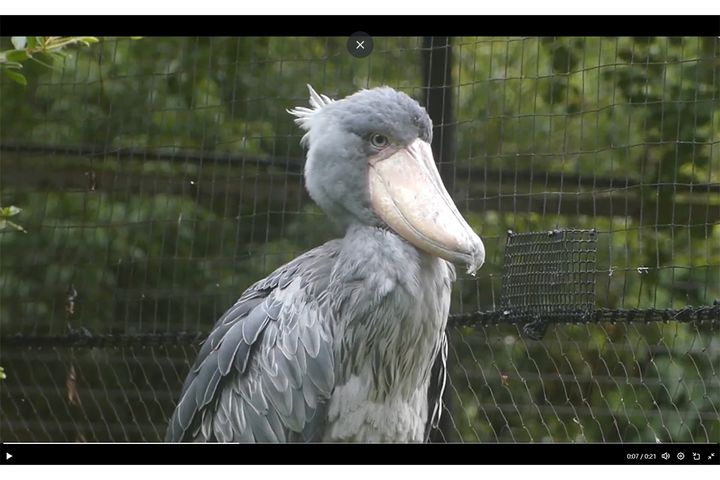 上野動物園のハシビロコウ／X公式アカウント（@UenoZooGardens）から引用