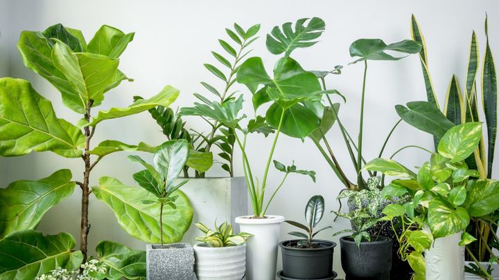 植物と麻酔の謎、どこまでわかった？