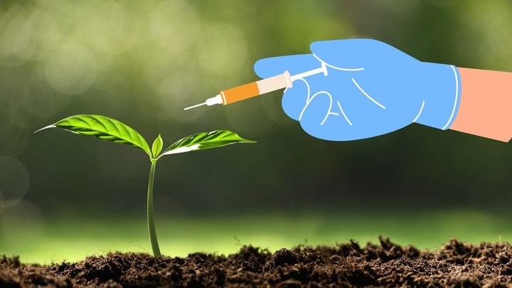 神経がないのに…植物も麻酔で動かなくなる