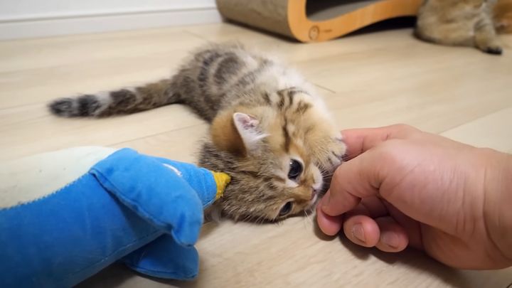 遊ぶ子猫