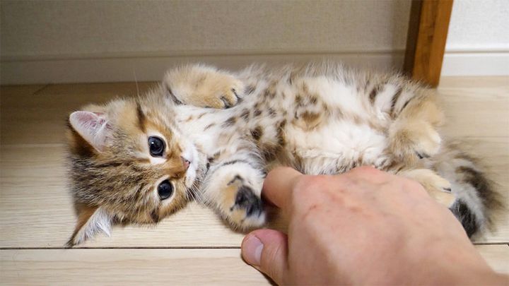くすぐられる子猫