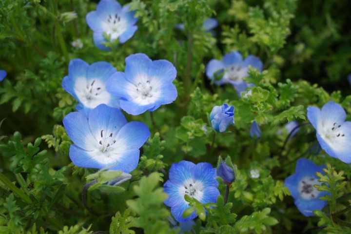 ネモフィラ・インシグニスブルー