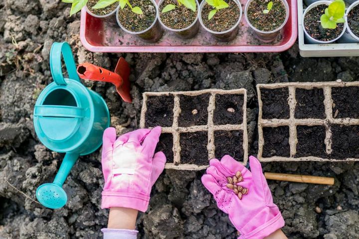 育苗ポットに1粒まき