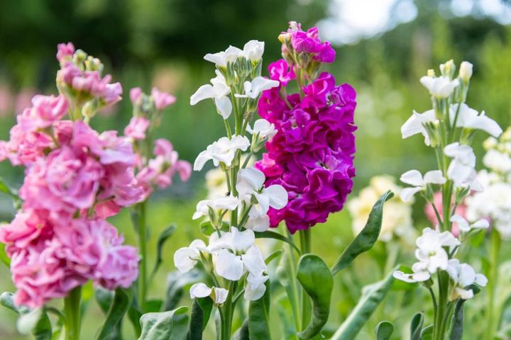 手前が一重咲き