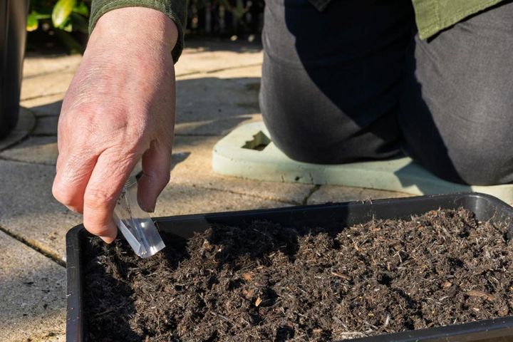 細かなタネをまく