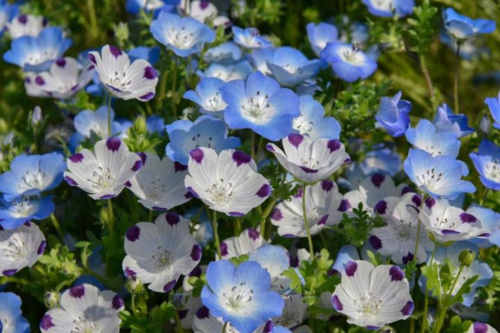 ネモフィラ・マクラータとインシグニスブルー