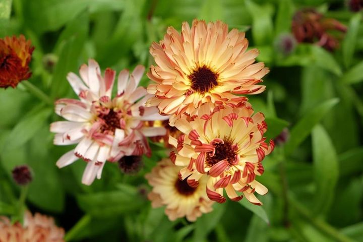 ’サンセットパフ’