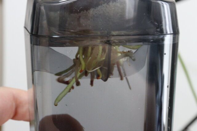 横から見たダイソーの球根栽培ベース