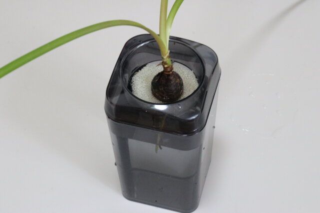 ダイソーの球根栽培ベースを使ってみた