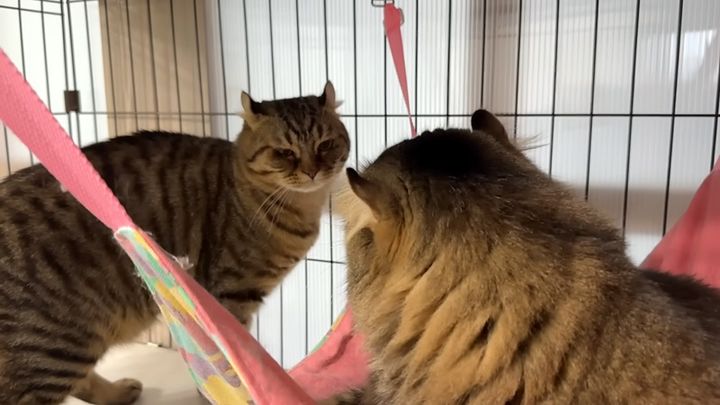 心の距離がある猫の親子