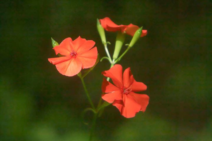 フシグロセンノウ