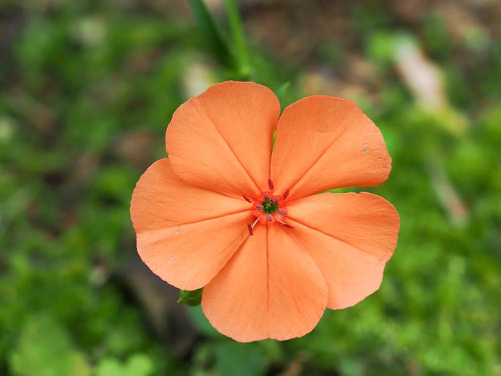 フシグロセンノウ