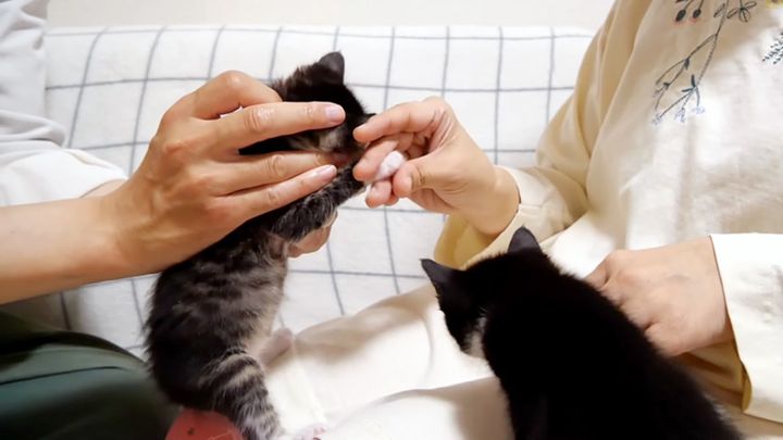爪切りする子猫