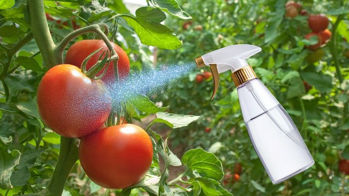 エタノールをぶっかけるとトマトが「甘く」なり「耐暑性」も得ると判明