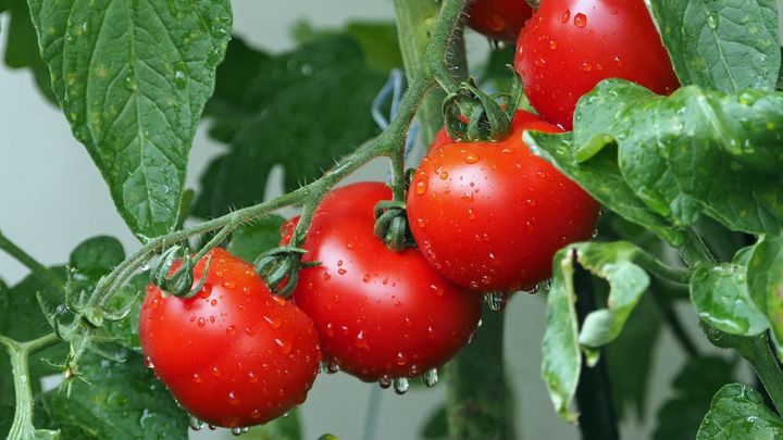 エタノールをかけるとトマトが甘くなる