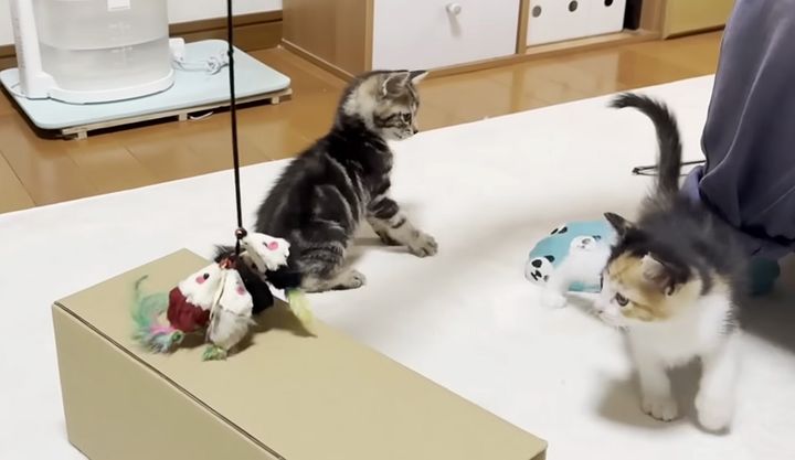 遊び回る子猫達