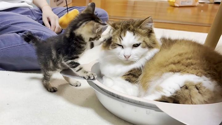 先住猫にテシテシする子猫