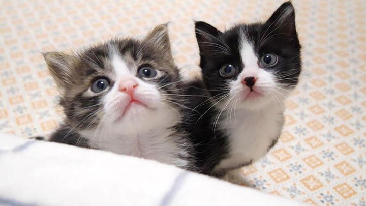 見上げる子猫達