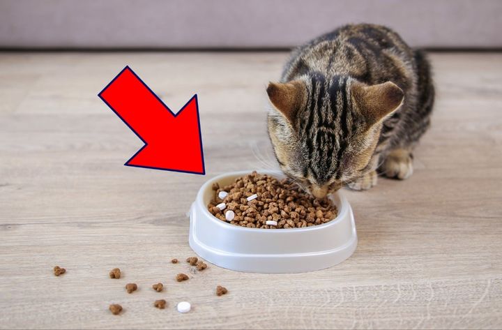 猫にサプリメントって必要なの…？