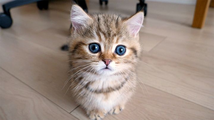 じっと見つめる子猫