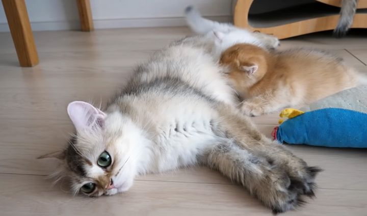 猫の親子のミルクタイム