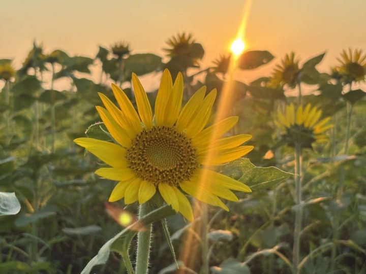 夕暮れとヒマワリ（画像はプレスリリースより、2025年9月18日撮影）