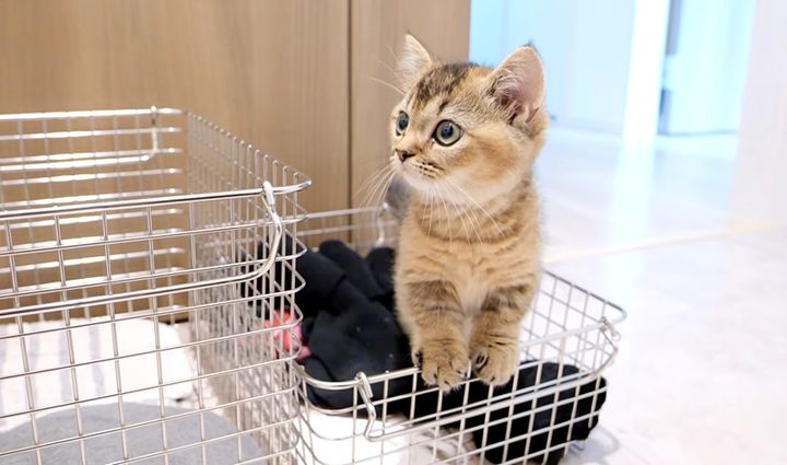 洗濯機を見張る子猫