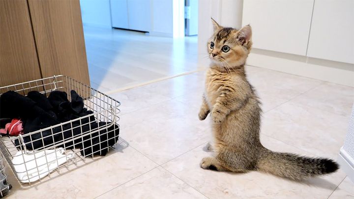 洗濯機が気になる子猫