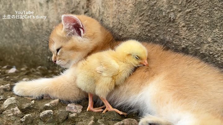 岩陰で寄り添う子猫とヒヨコ