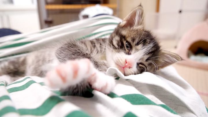 お腹の上で眠りに落ちる子猫