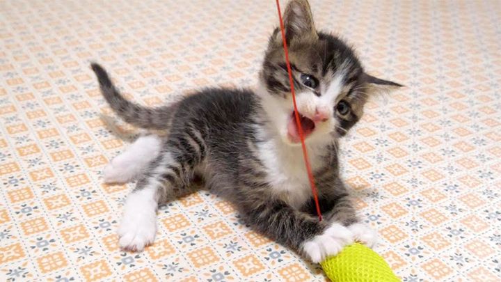 猫じゃらしに夢中の子猫