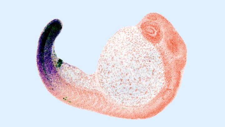 「指の起源」は魚の肛門だった？進化の大胆な「再利用術」