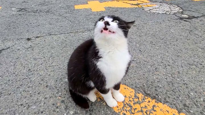 撫でられたい猫