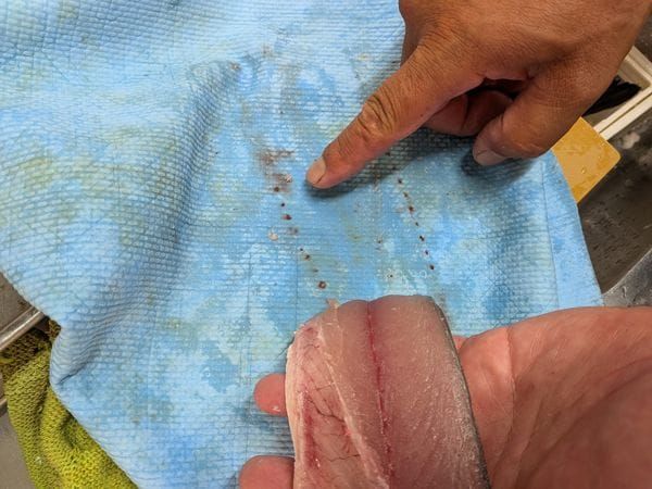 さばいたサバの断面を吸水布に押し当てるとこんなに血が付く