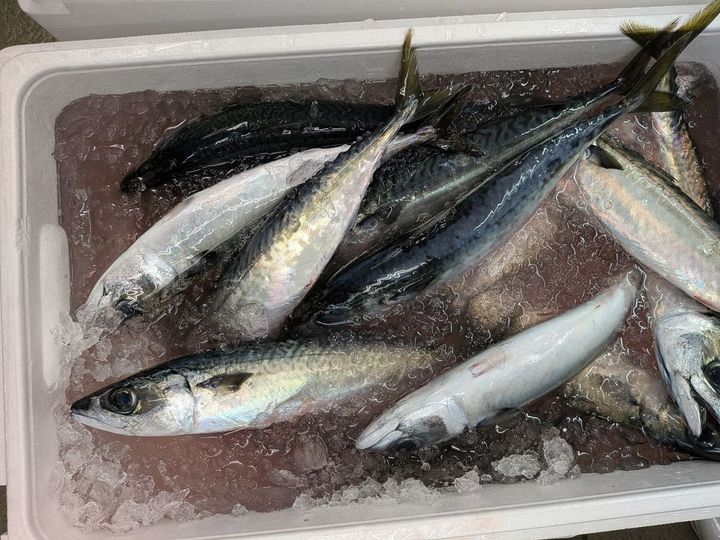 かつては「夏はゴマサバ、冬はマサバ」だったが、近年は旬がなくなってしまったと上田さん